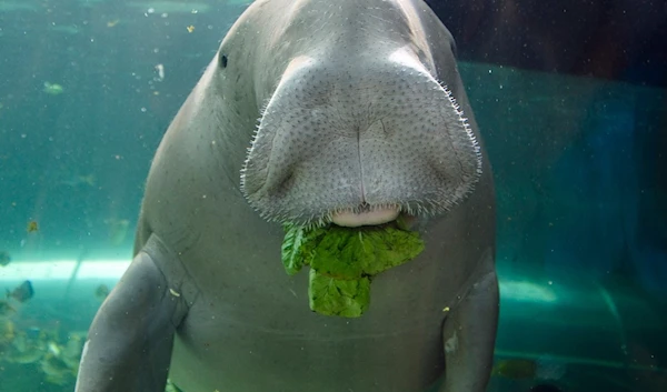 Sea cows, abalone, pillar coral now threatened with extinction