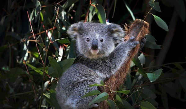 Australia deems koalas as endangered in two eastern states