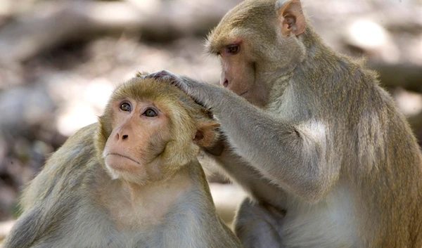 In this July 29, 2008, file photo, a rhesus macaque monkey grooms another on Cayo Santiago, known as Monkey Island, off the eastern coast of Puerto Rico. (AP)