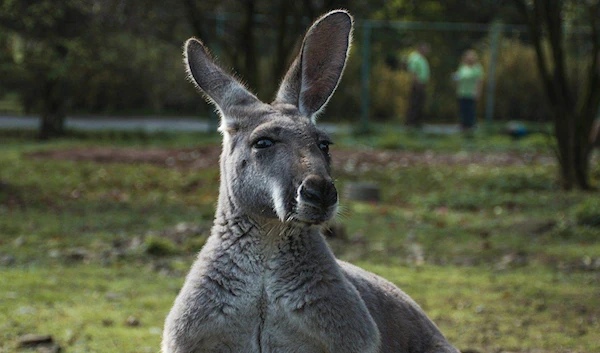 Fugitive kangaroo haunts Danish countryside