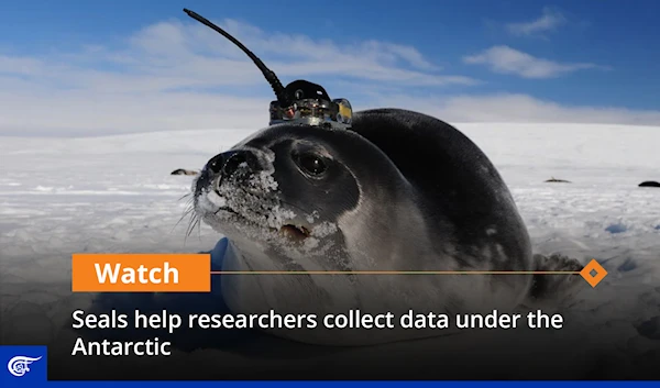 Seals help researchers collect data under the Antarctic