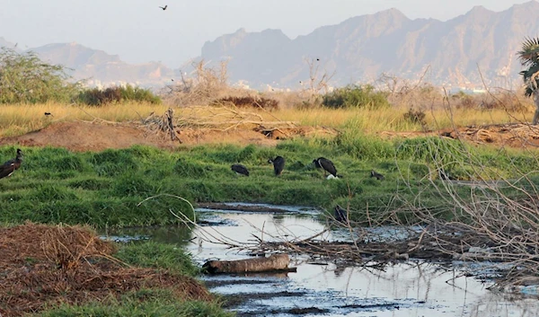 Yemen war turns nature reserve back into waste dump