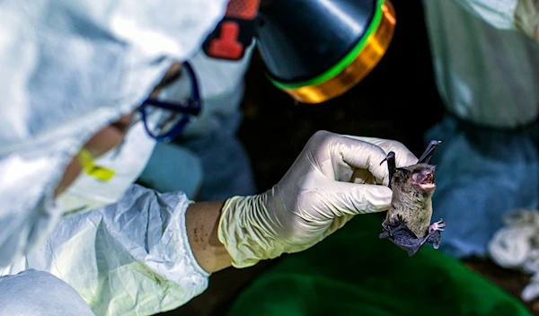 Disease transmission via bats being studied in Kharkov under US supervision.