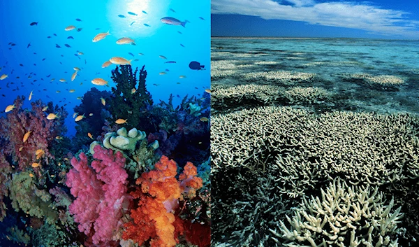 Australia's Great Barier Reef suffering "widespread" bleaching