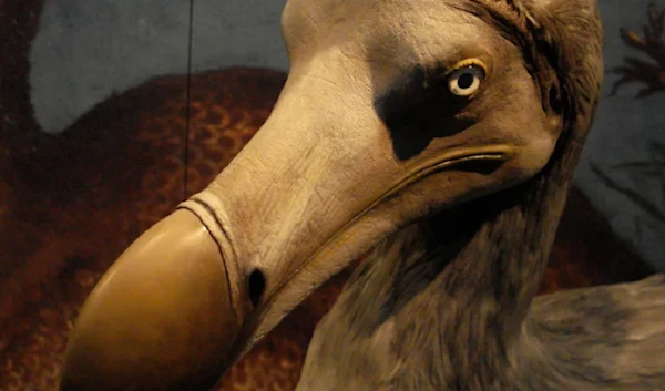 Could scientists bring back the Dodo?