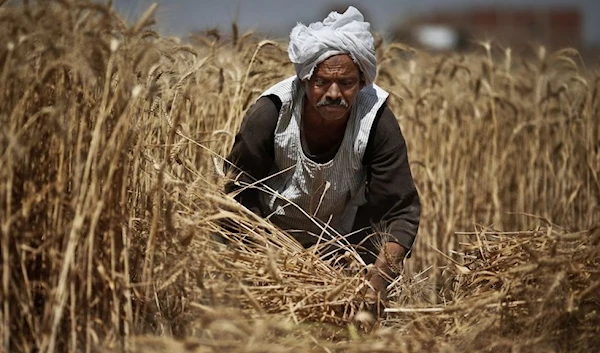 A man harvests wheat on his farm in Qalubiyah, North Cairo