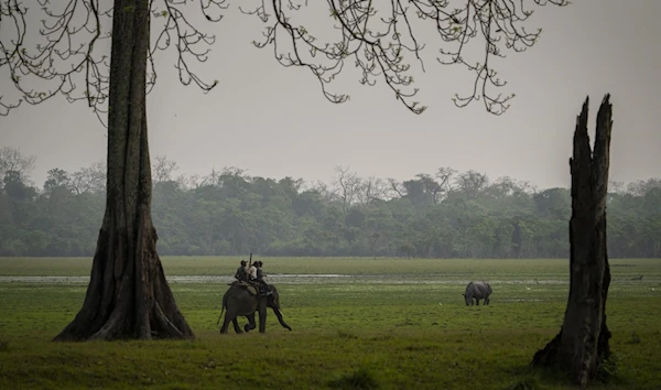 One-horned rhinos saved in Indian park