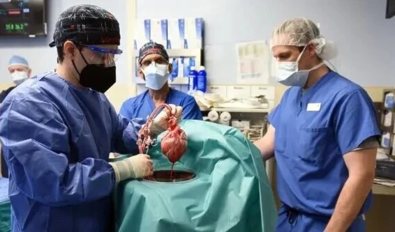 A genetically modified pig heart was transplanted into 57-year-old David Bennett at the University of Maryland Medical Center in Baltimore in January.Credit...University of Maryland School of Medicine, via EPA, via Shutterstock