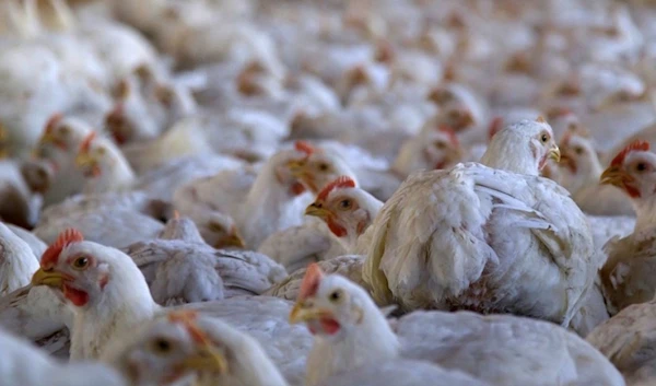 KFC chickens suffer on factory farms.