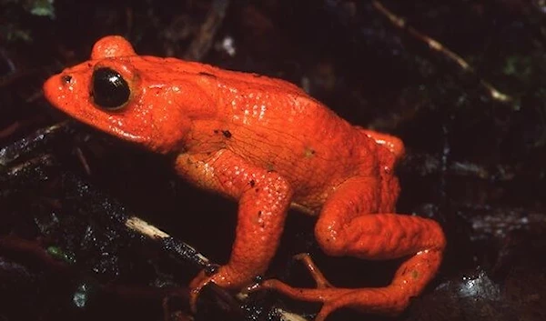 The golden toad.