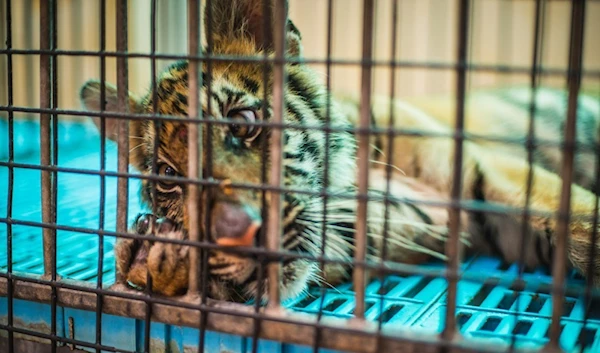 A caged endangered baby tiger