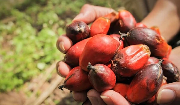 Indonesia to ban palm oil exports