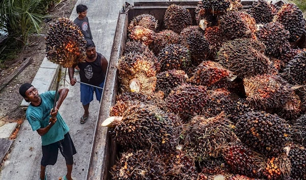 Indonesia suspends all exports of palm oil