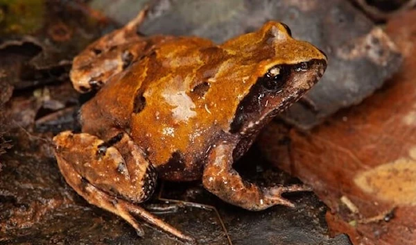 Philoria knowlesi, Australia's new endangered frog, which was found in Queensland.