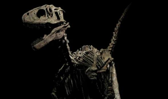 Skeleton of inspiration dinosaur for "Jurassic Park" for sale