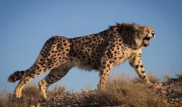 Endangered Asiatic cheetah gave birth to 3 healthy cubs by C-section