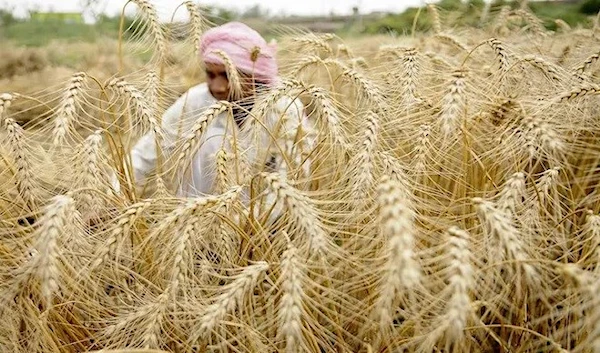 India: wheat exports banned to ensure food security and control prices