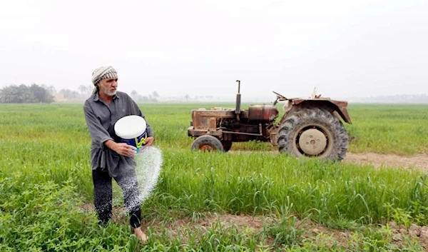 An Iraqi farmer plants amber rice in the Mishkhab region, central Iraq. (AFP)