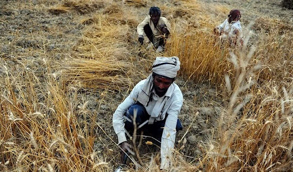 Indian farmers  see bleak harvest after wheat export ban