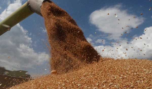 A combine harvester loads a truck with wheat near the village of Hrebeni, Kiev in 2020 (Reuters)