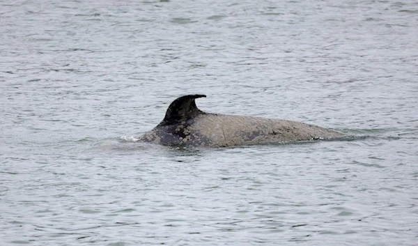 Orca stranded in the River Seine dies from infection, severe distress