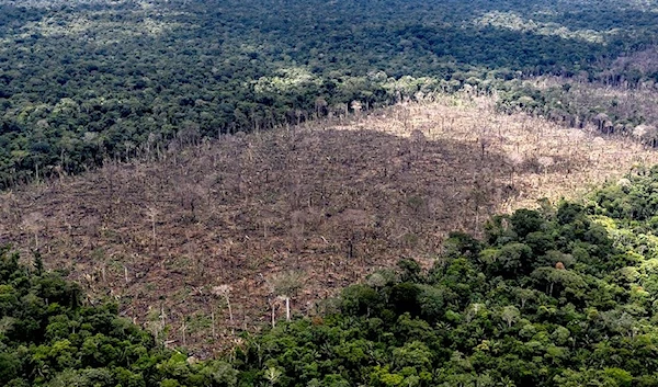 Illegal deforestation found in the indigenous Uru-Eu-Wau-Wau territory (AFP)