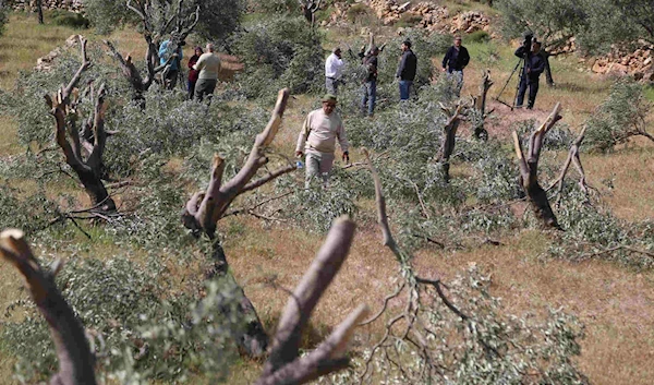 Israeli settler violence against Palestinians and their property is routine in the West Bank