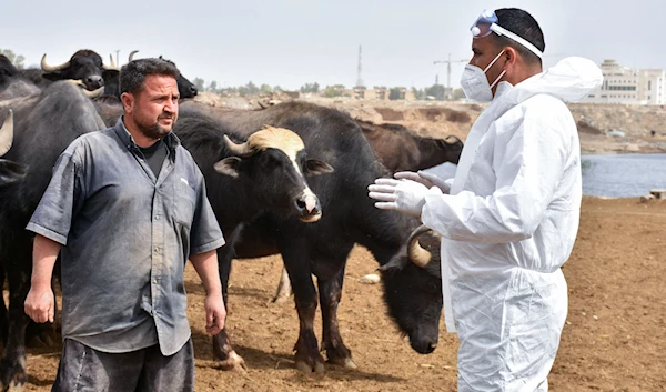 Veterinary workers in Iraq are spraying cattle with disinfectant in order to stop the disease from spreading (The National)