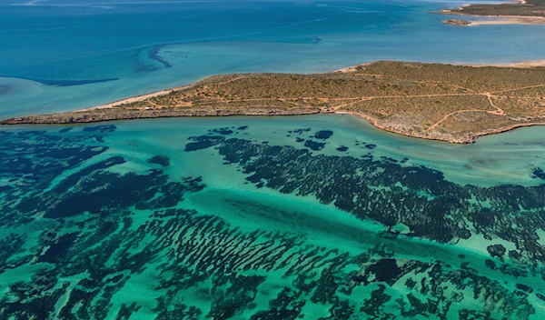 Posidonia australis in Shark Bay, Australia (AP)