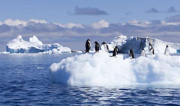 Microplastics found in fresh Antarctic snow