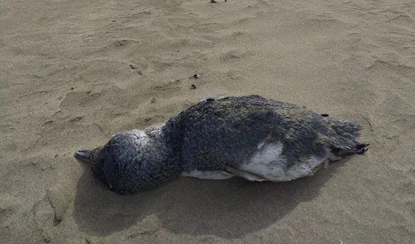 One of the penguins photographed on the coasts of New Zealand after starving to death