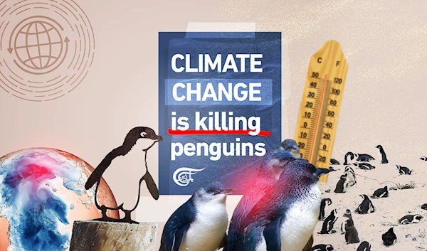 Climate change is killing penguins