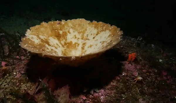 Sea sponges off New Zealand's southern coast for the first time.