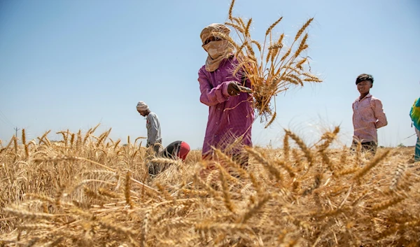 Egypt to Buy 180,000 Tonnes of Wheat From India: Minister