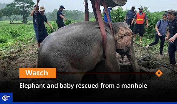 Elephant and baby rescued from a manhole