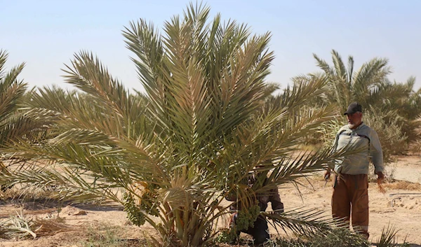 Date palm: "Symbol, pride of Iraq"