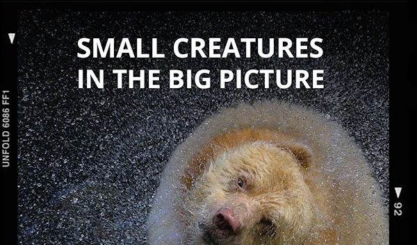 Small creatures in the big picture