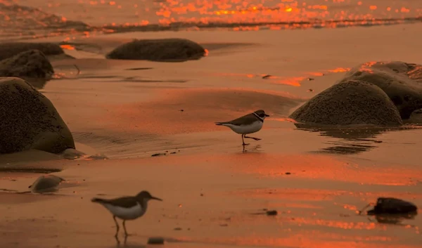 A smoke-filled sky filters sunlight to orange around shorebirds as the Thomas Fire threatened communities from Carpinteria to Santa Barbara on December 12th, 2017, in Carpinteria, California.  (Photo: David McNew/Getty Images)