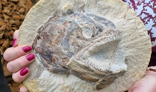 Impeccably preserved Jurassic fish fossils found on UK farm