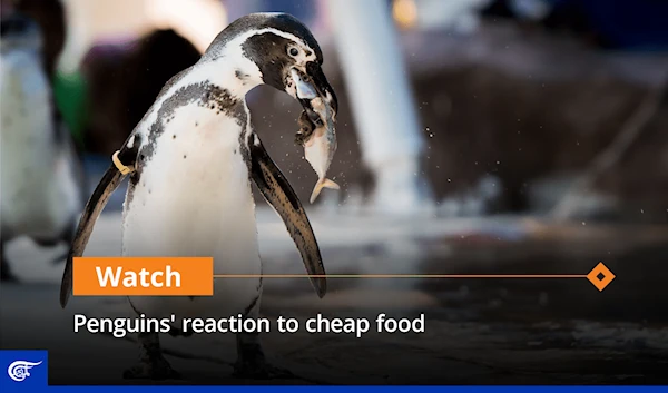 Penguins' reaction to cheap food