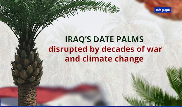 Iraq’s date palms disrupted by decades of war and climate change