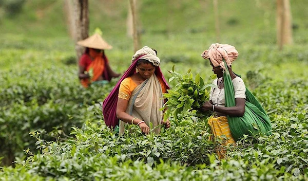 File photo of tea garden workers at a tea plantation (Syed Zakir Hossain/ Dhaka Tribune)