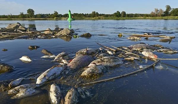 Dead fish in the Oder river (AP)