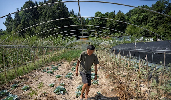 Gan Bingdong walks through vegetable plots at his farm in Longquan village in southwestern China's Chongqing Municipality, Saturday, Aug. 20, 2022 (AP Photo/Mark Schiefelbein)