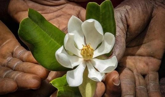 Magnolia emarginata flower