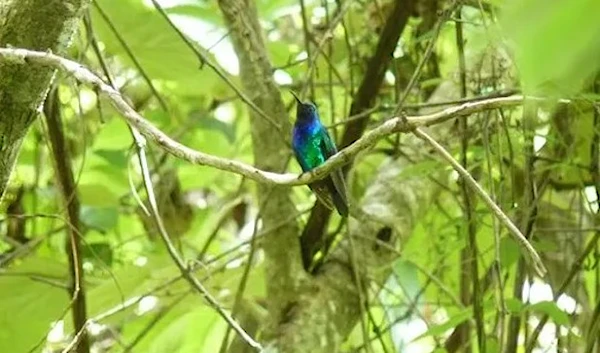 The Santa Marta Sabrewing (The Guardian)