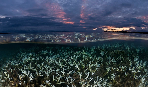 Bleached corals in the ocean (NPL)