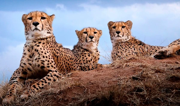 Namibian cheetahs (Cheetah Conservation Fund)