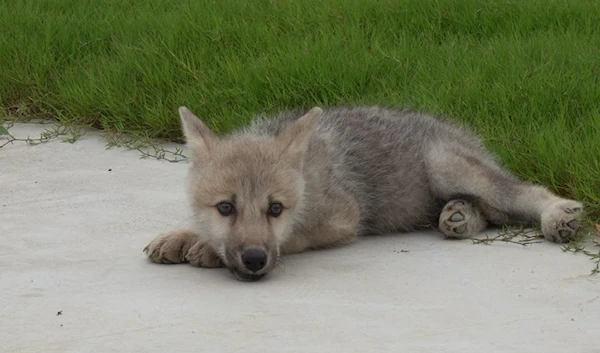 Chinese scientists first to clone arctic wolf - Cloning Service CEO