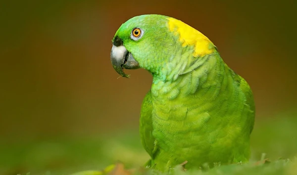 The Central American yellow-naped Amazon (Fauna and Flora International)